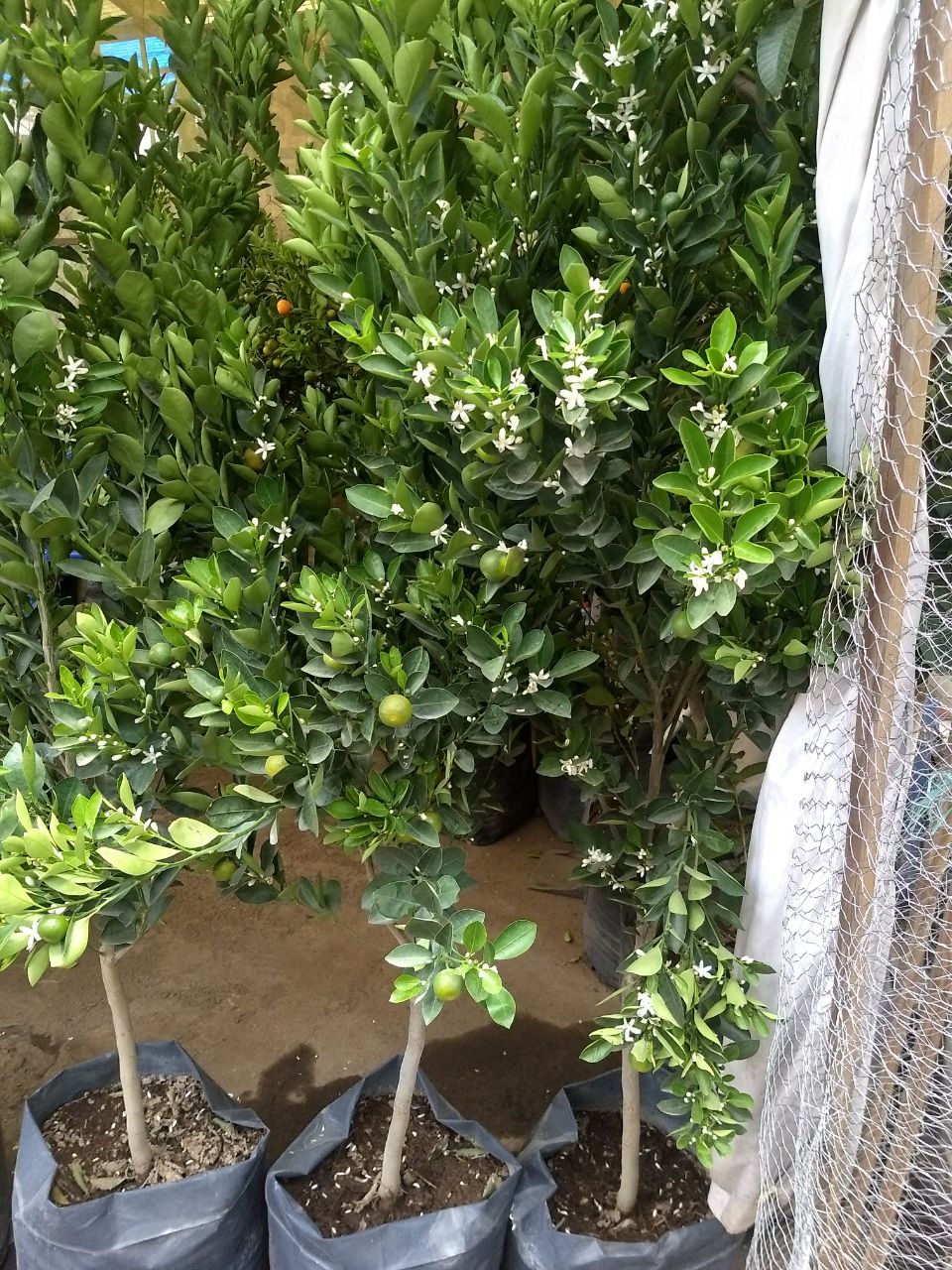 Jardinería Diseño y Soluciones Gálvez